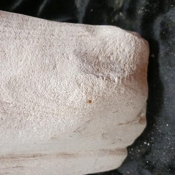 Petrified wood - Picture 16 of 16